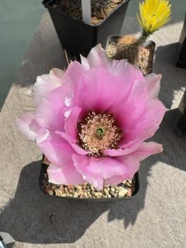 Echinocereus fasciculatus